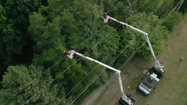Professional Tree Services in Weyauwega, WI
