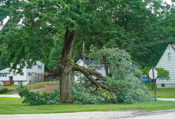 Best Tree Trimming and Pruning  in Weyauwega, WI