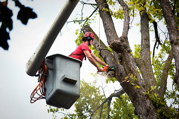 How Our Tree Care Process Works  in  Weyauwega, WI