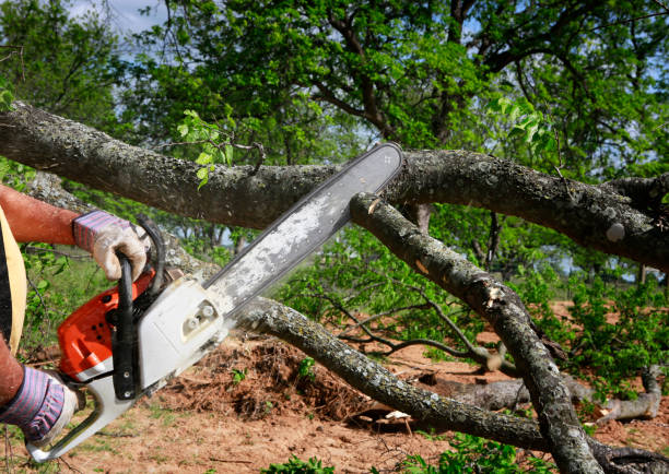 Best Arborist Consultation Services  in Weyauwega, WI